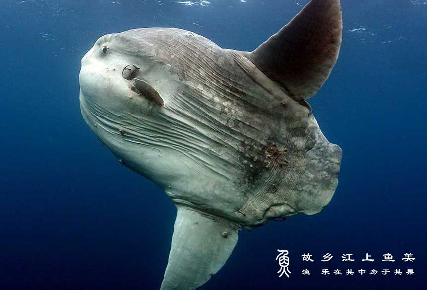 翻车鱼：海洋中最大的硬骨鱼！
