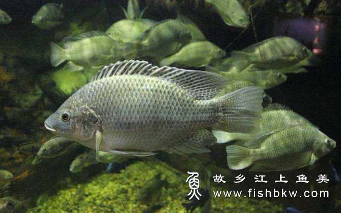 罗非鱼Oreochromis mossambicus (Peters, 1852) luó fēi yú 