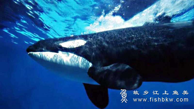虎鲸Orcinus orca hǔ jī