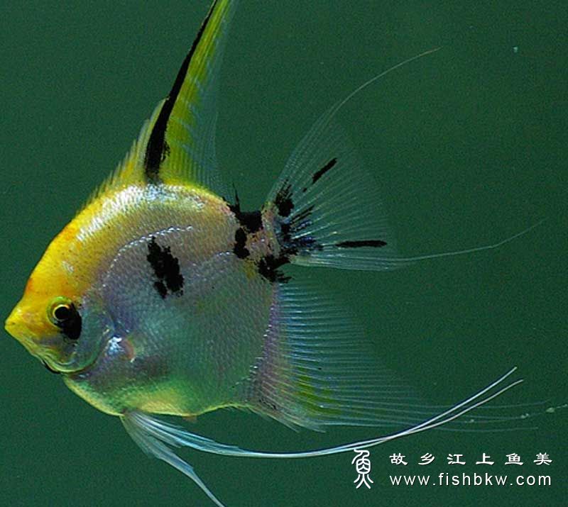 神仙鱼Pterophyllum scalare shén xiān yú 