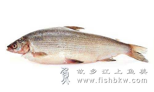 塞里木湖高白鲑鱼为什么出水活不了多久就死掉了？