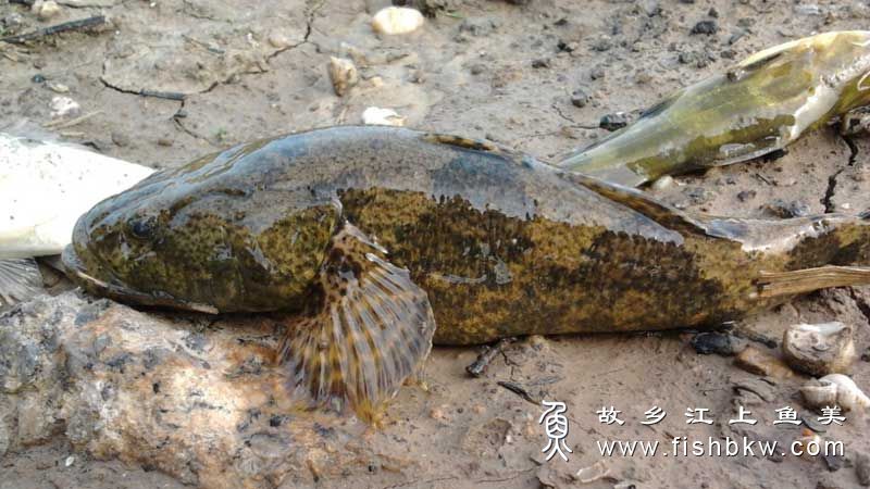 沙塘鳢 Odontobutis obscurus shā táng lǐ 