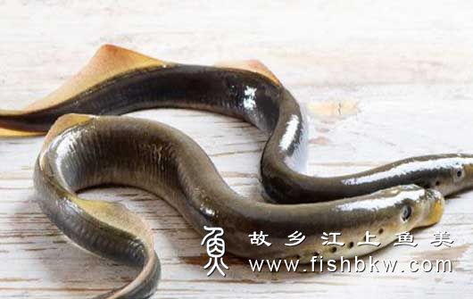 七鳃鳗Lampetra japonicum qī sāi mán
