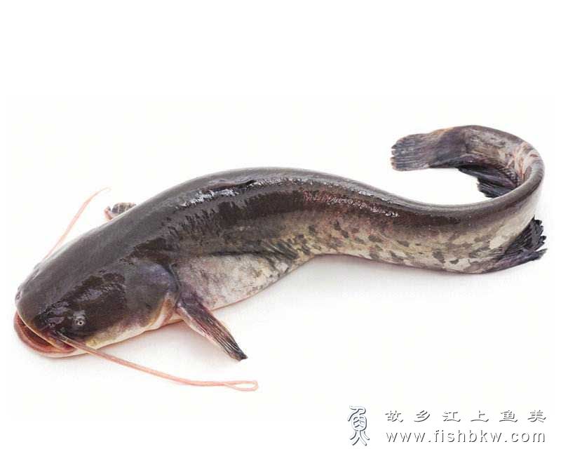 鲶鱼 Silurus asotus nián yú 