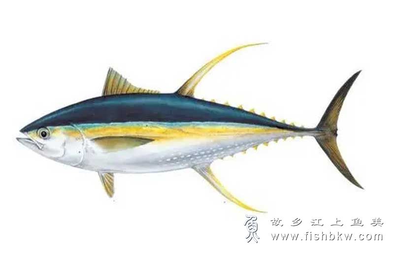 黄鳍金枪鱼 Thunnus albaca