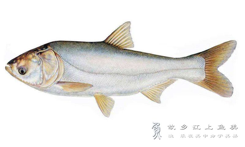 鲢鱼 Hypophthalmichthys molitrix lián yú