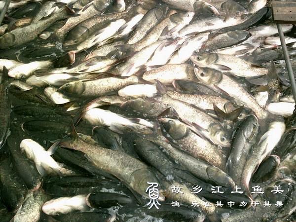 鲢鱼的繁殖与养殖注意事项【探讨】