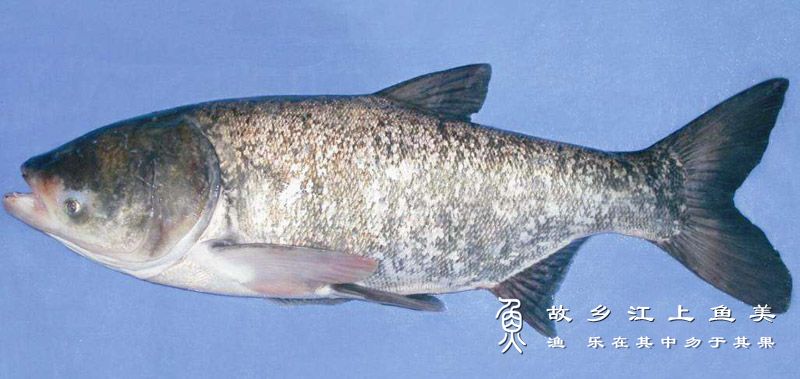 鳙（花鲢） Hypophthalmichthys nobilis  yōng