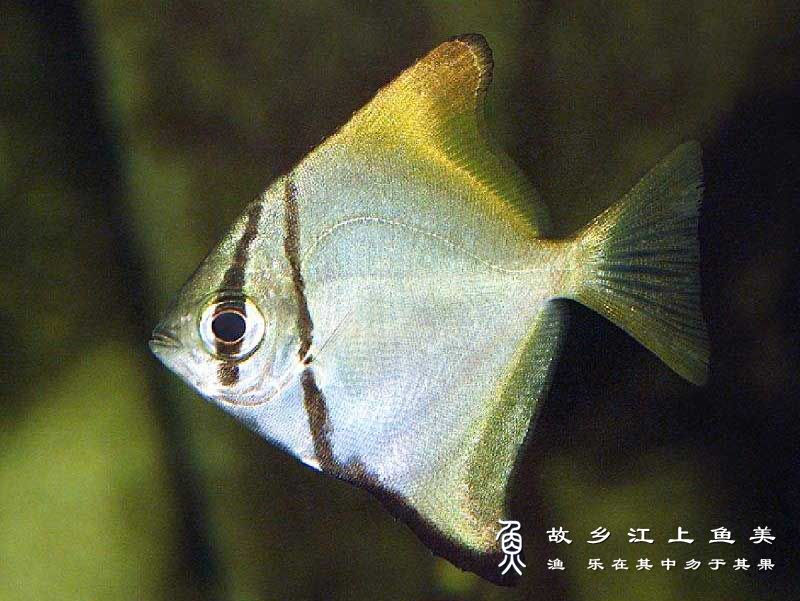 黄鳍鲳  Monodactylus argenteus huáng qí chāng 
