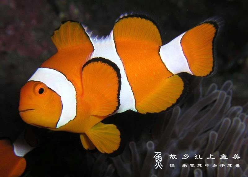 眼斑双锯鱼 Amphiprion ocellaris yǎn bān shuāng jù yú 