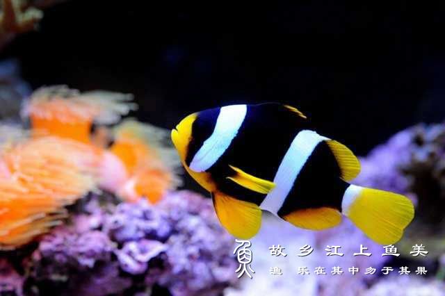 黑双带小丑鱼  Amphiprion sebae (Bleeker, 1853) hēi shuāng dài xiǎo chǒu yú