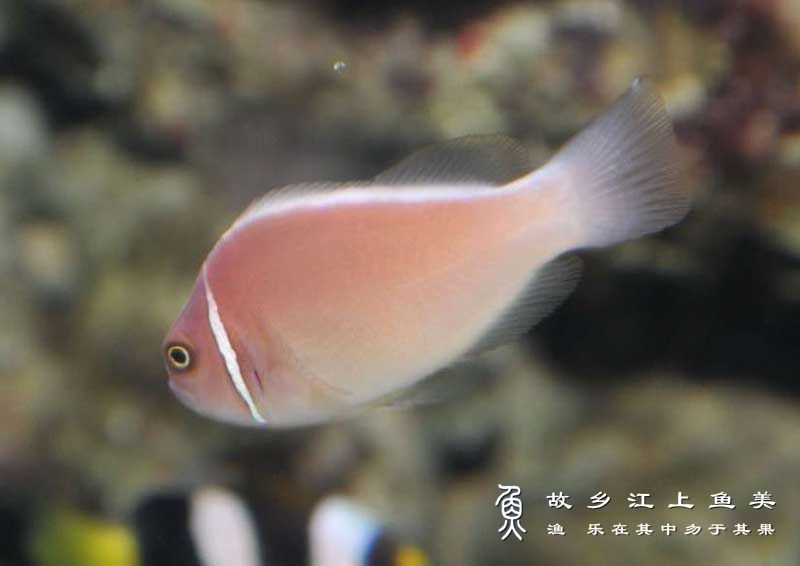 咖啡小丑鱼 amphiprion perideraion kā fēi xiǎo chǒu yú