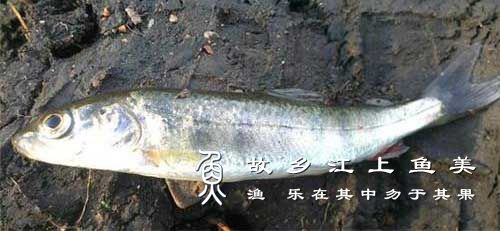 细鳞鱼 Brachymystax lenok(Pallas,) xì lín yú 