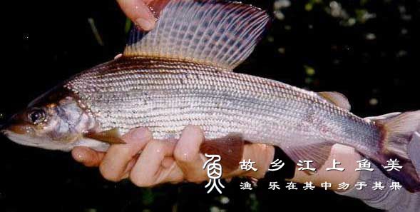 黑龙江茴鱼 Thymallus arcticus grubei  hēi lóng jiāng huí yú 