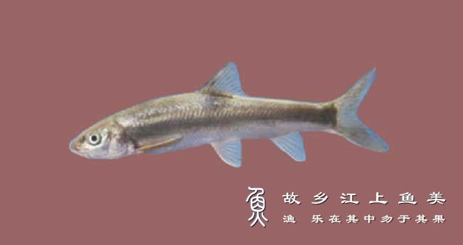 云南盘鮈 Discogobio yunnanensis (Regan) yún nán pán jū