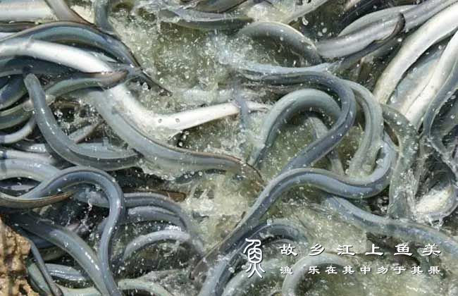 鳗鱼的繁殖技术与养殖技术技巧注意事项解读
