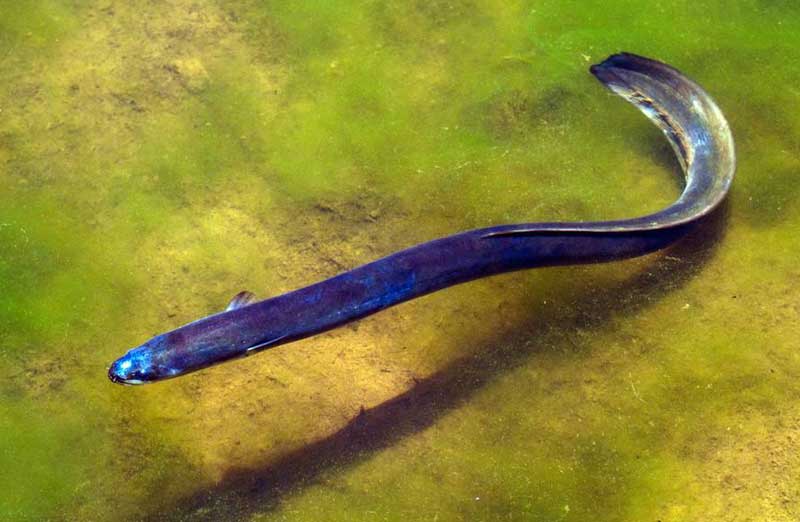 新西兰鳗 Anguilla dieffe