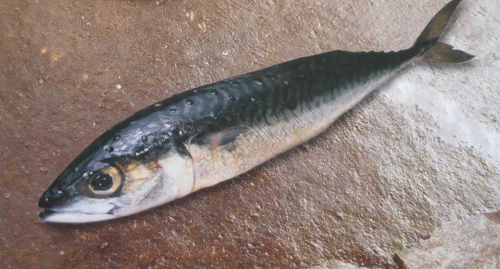 竹策鱼 Trachurus japoni