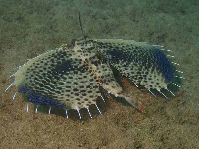 鲂鮄鱼 Dactylopteridae （Rafinesque, 1810） fáng fú yú
