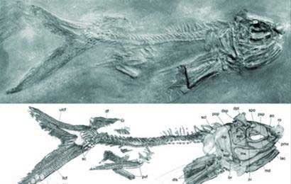【发现】最古老飞鱼化石