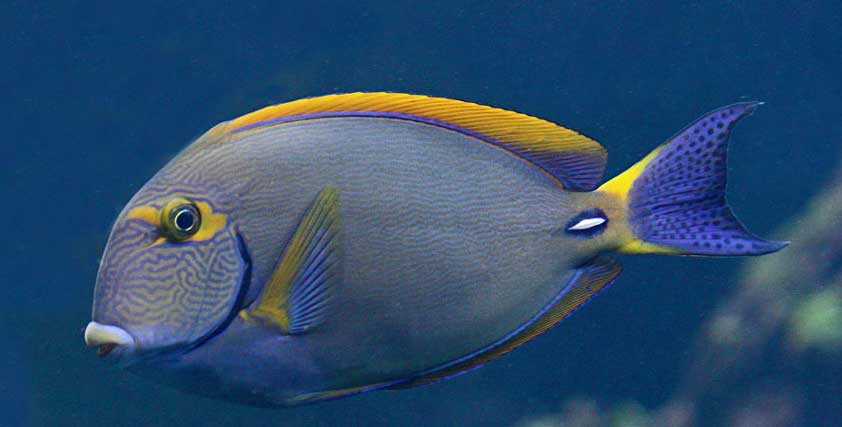 额带刺尾鱼 Acanthurus dussumieri 
