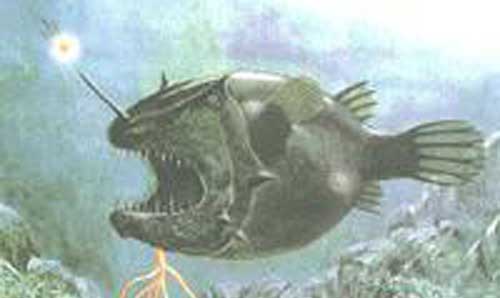 鞭冠鱼Himantolophus gronlandicus Reinhardt,1837 biān guàn yú 