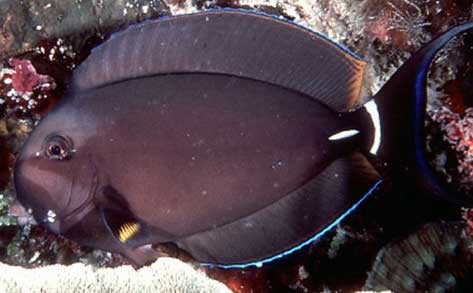 白唇刺尾鱼 Acanthurus leu