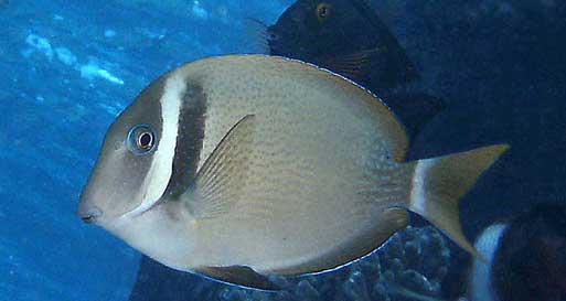 白颊刺尾鱼 Acanthurus leu