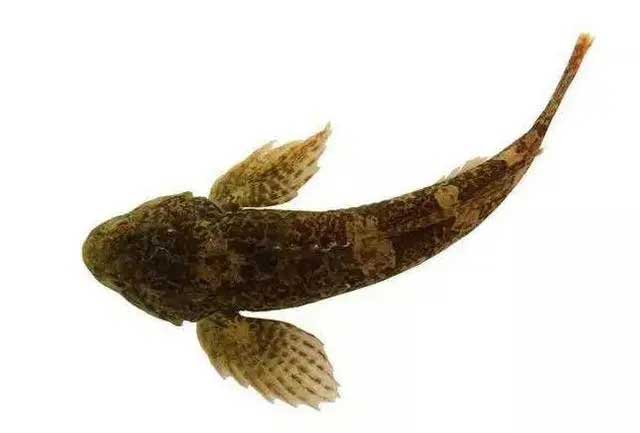 杜父鱼的鱼种分类品种都有哪些？