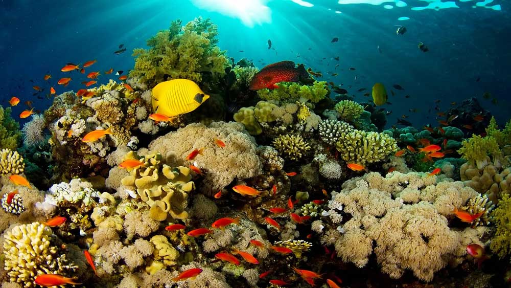 珊瑚礁的分类有哪些？