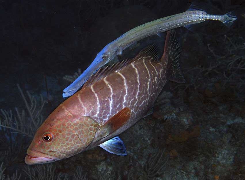 斑鼻鱼 Naso maculatus b