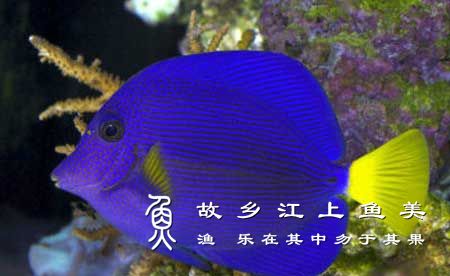 紫高鳍刺尾鱼 Zebrasoma xan