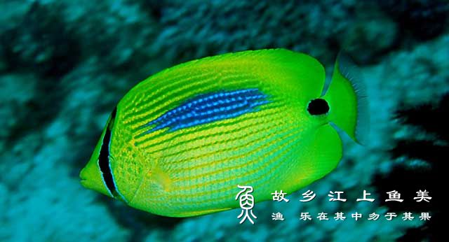 蓝斑蝴蝶鱼 Chaetodon pleb