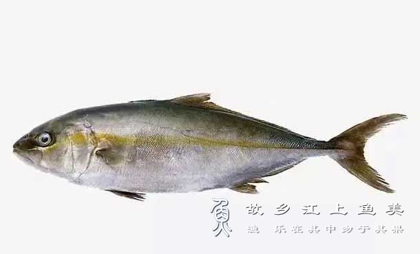 鳕鱼的主要品种与分类
