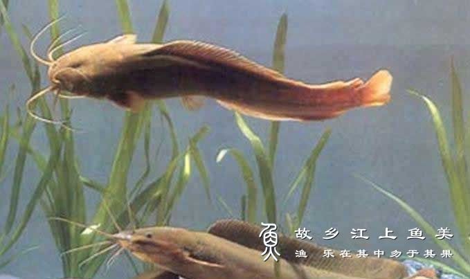 塘鲺 táng shī