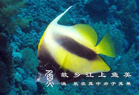 红海马夫鱼 Heniochus intermedius hóng hǎi mǎ fū yú 