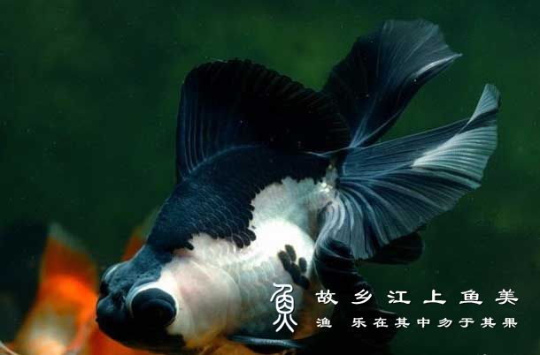 熊猫金鱼 xióng māo jīn yú
