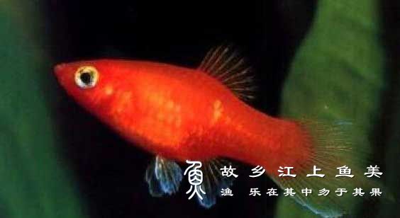 月光鱼 yuè guāng yú Xiphophorus maculatus
