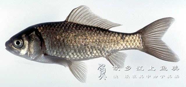 鲋鱼 fù yú