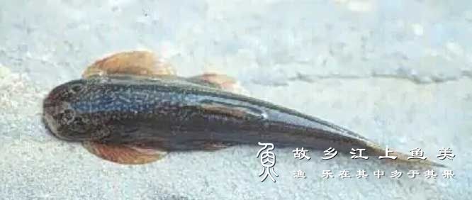 平鳍鳅 píng qí qiū Homaloptera zollingeri