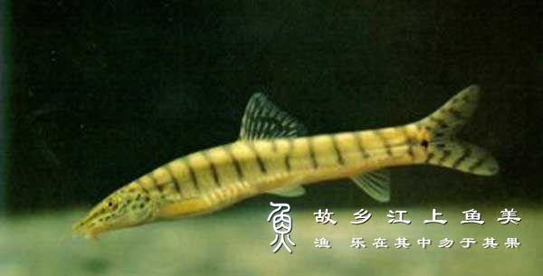 花斑副沙鳅 huā bān fù shā qiū Parabotia fasciata Dabry