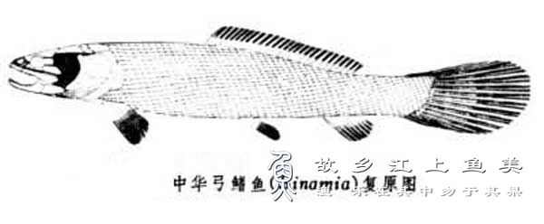 中华弓鱼 zhōng huá gōng yú