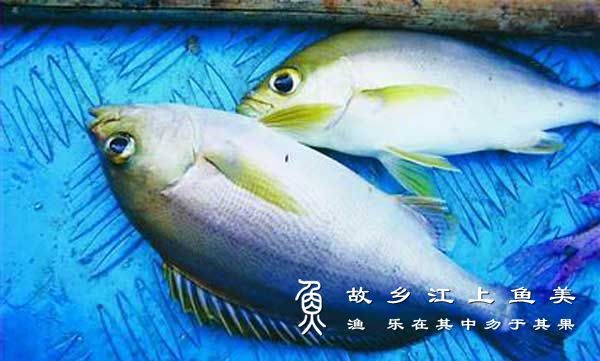 直口鲮 zhí kǒu líng  油鱼