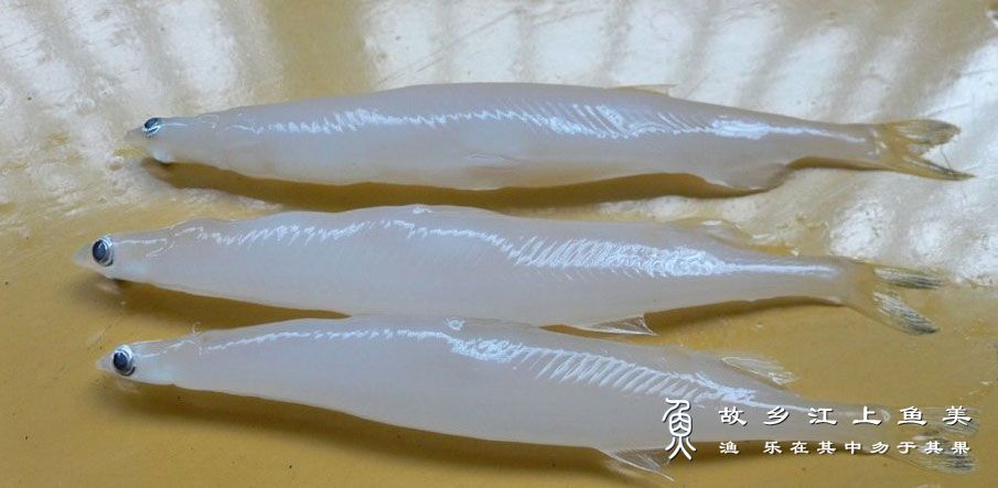 银鱼的品种种类特点解读