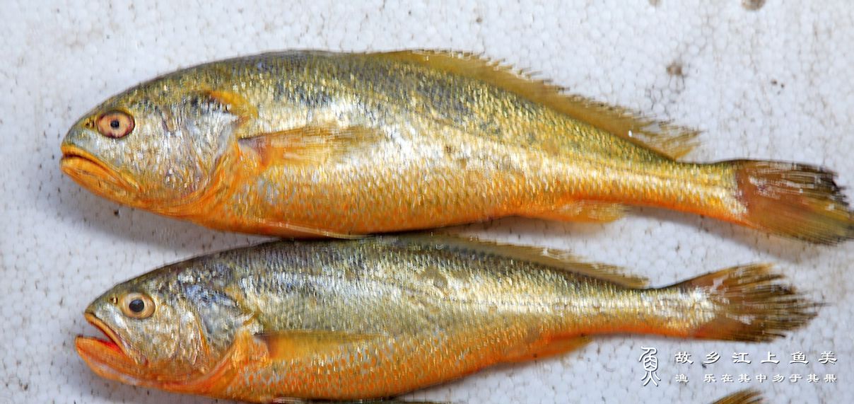 黄花鱼的品种种类特点介绍