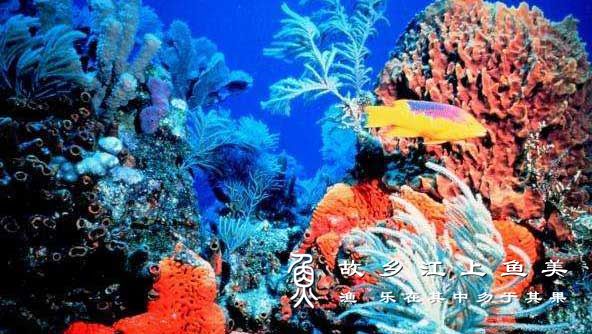 世界上最深的海【珊瑚海】