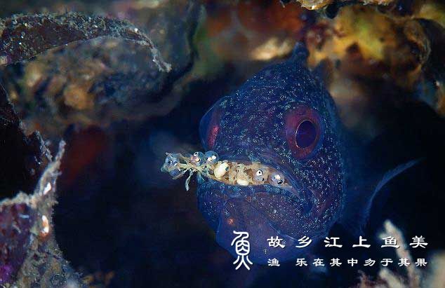 泗水玫瑰鱼怎么进行繁殖与饲养
