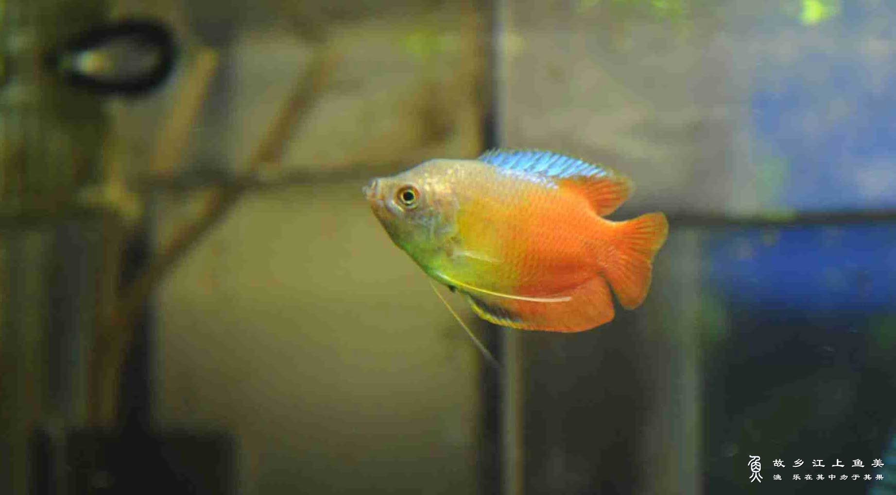 红丽丽鱼怎么分辨雌雄？