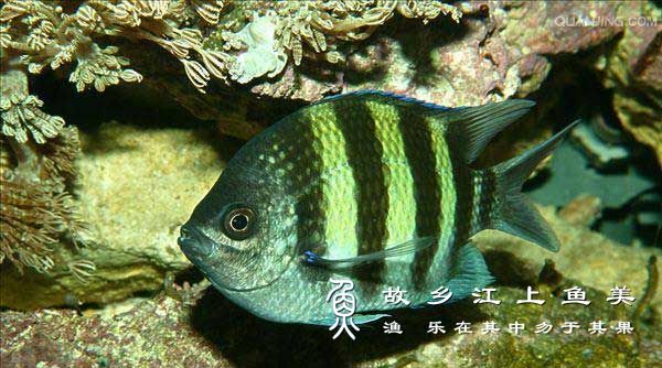 夏威夷豆娘鱼生活习性与分布介绍