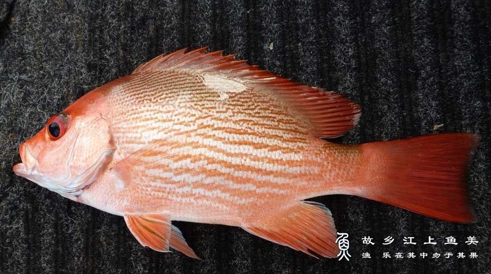 红鱼的繁殖季节与产卵数量解析